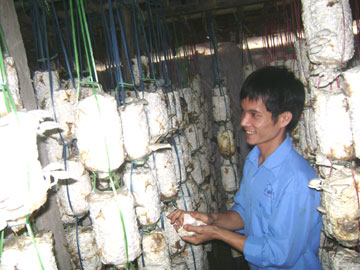 “Bước nhảy” của hai cha con người trồng nấm sò