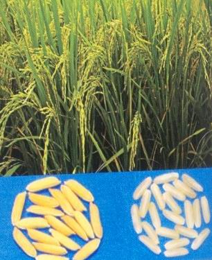 Hỗ trợ khôi phục sản xuất vùng bị thiệt hại do thiên tai, dịch bệnh