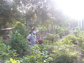 Năm nay, mai có nở đúng Tết?