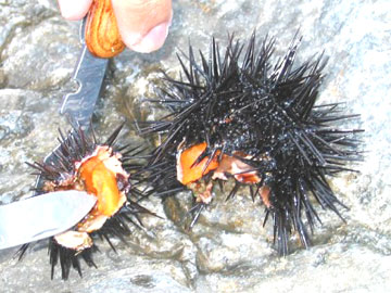 Thú vị món “chôm chôm biển”!