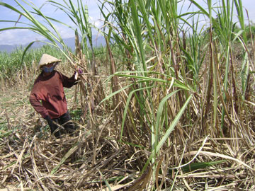 Thu hoạch 1.500ha mía đường niên vụ 2009 - 2010