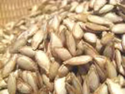 Công dụng trị bệnh của hạt bí