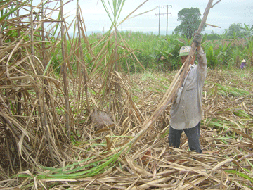 Kinh tế tiếp tục phát triển ổn định