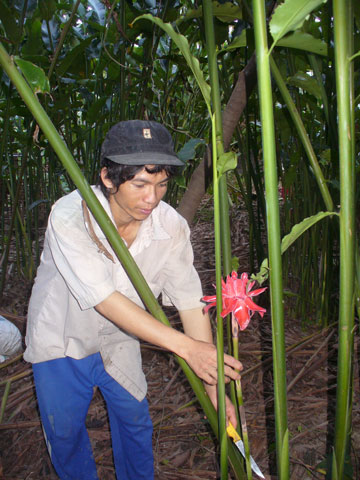 Hoa Đa lộc chờ Tết