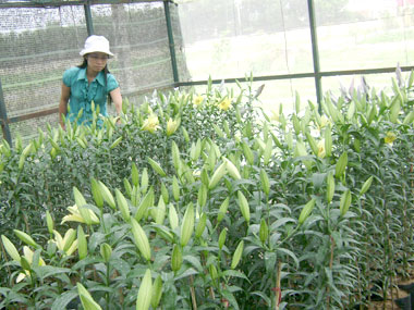 Thử nghiệm thành công một số giống hoa nhập ngoại