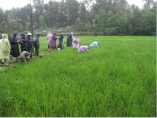 Toàn quốc được hỗ trợ phòng trừ bệnh trên cây lúa