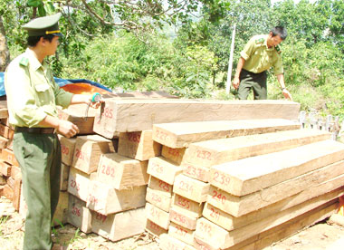 Xử lý 25 vụ vi phạm Luật Bảo vệ và phát triển rừng