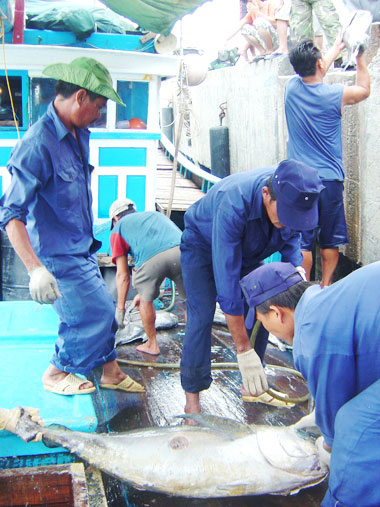 Sản lượng khai thác hải sản ước đạt 11.000 tấn