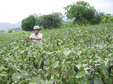 Nông dân không lo “đầu ra”