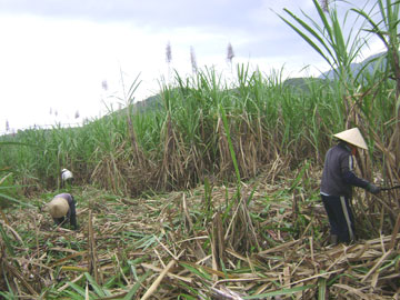 Mía trúng mùa, được giá