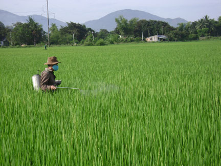 Hiệu quả từ việc thâm canh cây lúa