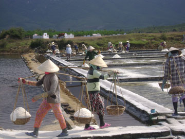 Sản lượng muối đạt cao nhưng giá giảm mạnh