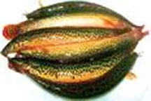 5 bài thuốc chữa bệnh từ cá chạch