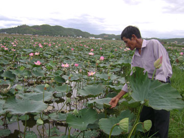 Diện mạo mới của Ninh Đa (Ninh Hòa, Khánh Hòa)