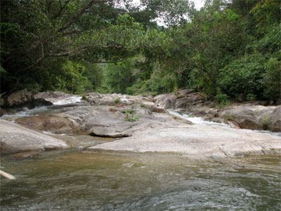 Làm tốt công tác quản lý, bảo vệ rừng