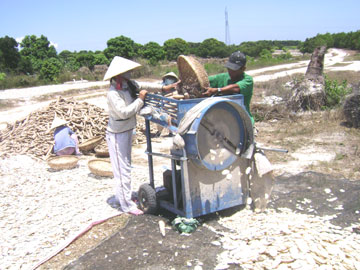 Cam Lâm (Khánh Hòa): Mì được giá!