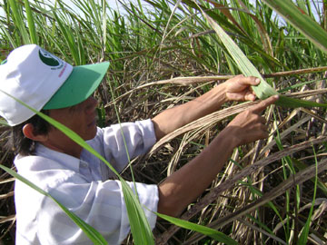 Hỗ trợ hơn 39 tỷ đồng về giống vật nuôi, cây trồng