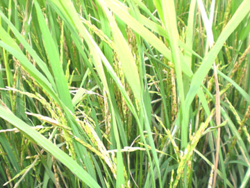 Nhiều diện tích lúa Đông - Xuân bị nhiễm sâu bệnh