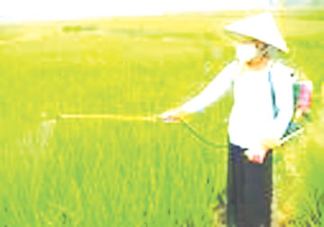 Tiếp xúc với thuốc trừ sâu dễ mắc bệnh đái tháo đường