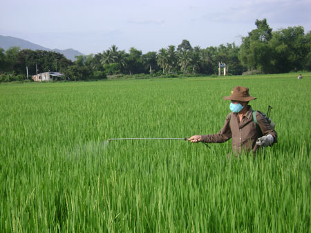 Lúa ở Khánh Hòa không nằm ngoài nguy cơ nhiễm bệnh