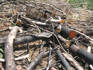 Vẫn chưa khởi tố bị can