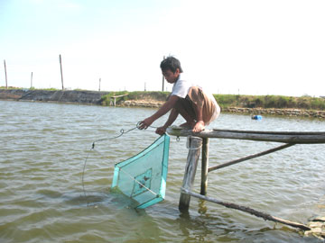 Tháo dỡ bẫy nhử tôm hùm đặt trái phép trên vùng biển vịnh Nha Trang