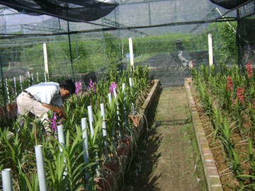 Phát triển các giống hoa lan cắt cành