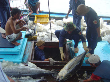 Sản lượng cá ngừ đại dương đạt gần 300 tấn
