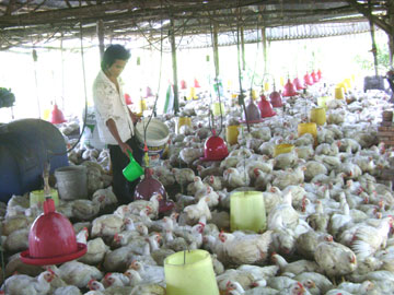 Tìm “đầu ra” cho gà công nghiệp