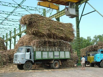 Phát triển bền vững nguồn nguyên liệu