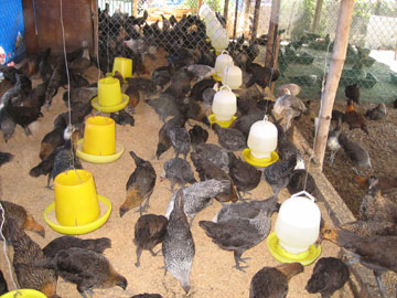 Đầu tư 500 triệu đồng cho công tác khuyến nông