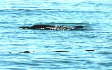 Cá heo xuất hiện ở gần bờ biển