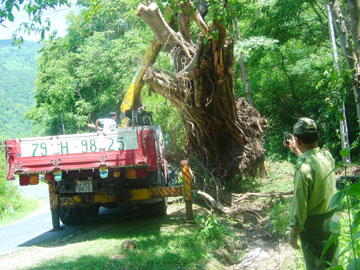 Lâm tặc đào trộm gốc cây sộp cổ thụ