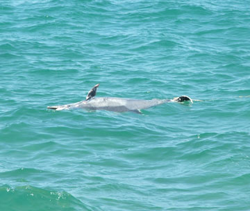 Cá heo được thả về vịnh Nha Trang đã chết