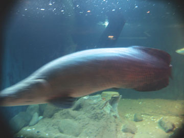 Cá mập trong thủy cung Vinpearl sinh sản