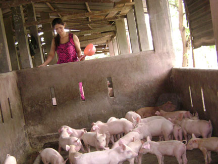 Giá heo giống “tuột dốc”, người nuôi mất bình tĩnh