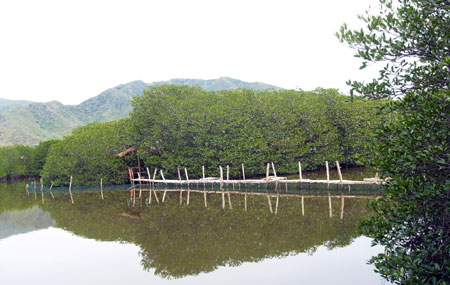 Rừng đước duy nhất ở Nha Trang