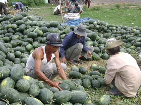 Bao giờ nông dân bớt lo?