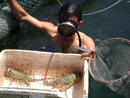 Tôm hùm được giá, người nuôi thấp thỏm