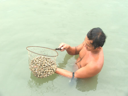 Để nghề nuôi ốc hương “lên hương”