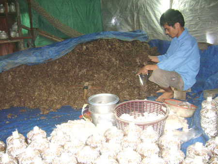 Phát triển mô hình trồng nấm sò