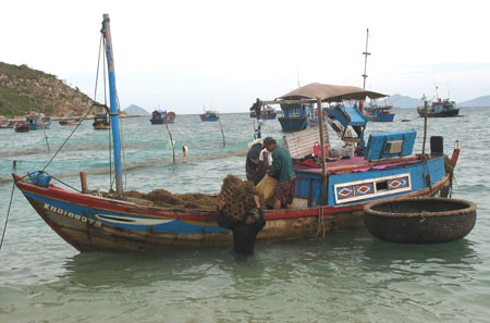 Cần khai thác nguồn lợi rong mơ một cách bền vững