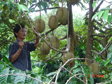 Bài 8: Xây dựng thương hiệu nông sản, tại sao không?