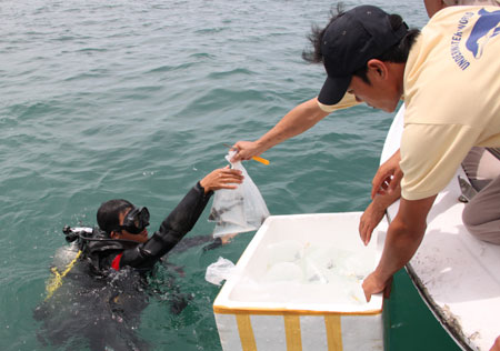 Thả 25 con cá mập mèo về biển