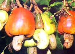 Xuất khẩu nhân hạt điều đạt kim ngạch hơn 528 triệu USD