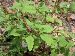 Rau dền gai - Thuốc quý trong vườn nhà