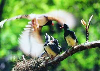 Phát hiện một đàn chim phượng hoàng ở rừng Ninh Tây