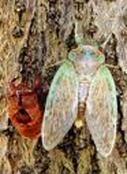 Xác ve sầu - vị thuốc chữa nhiều chứng bệnh