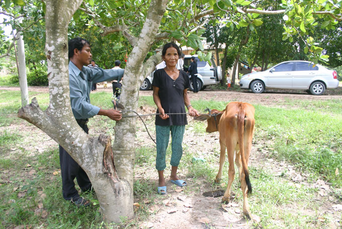 Buồn vì được cấp… “bò dự án”