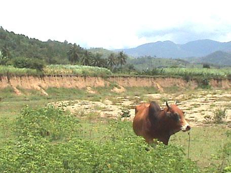 Đề phòng lũ quét ở khu vực miền núi